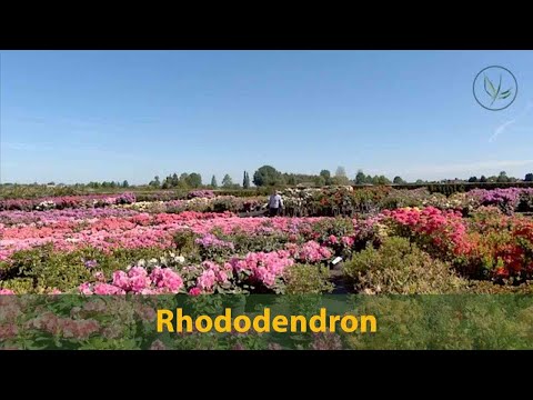 Video: Frostbeständige Rhododendren Laubabwerfender Sorten