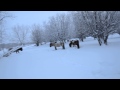 Yakut horses hooves snow