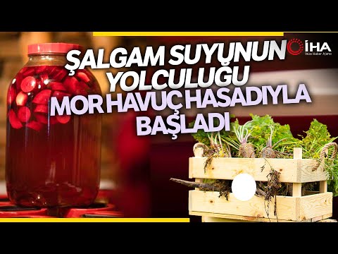 Mor Havuçtan Üretilen Şalgam İçin Hasat Başladı