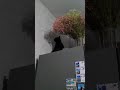 Кошка пожирает букет цветов