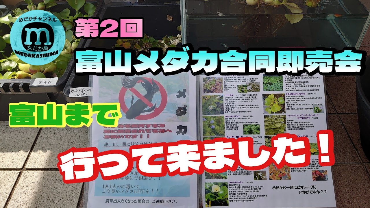 第2回】富山メダカ合同即売会に行って来ました💨 - YouTube 第2回】富山メダカ合同即売会に行って来ました💨 - YouTube