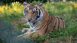 How does the Big Cat Public Safety Act work?