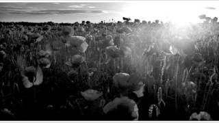 in a heartbeat a song for armistice day