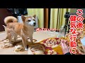 飼い主が遊んでくれなくて悲しそうな柴犬 その後可愛すぎた