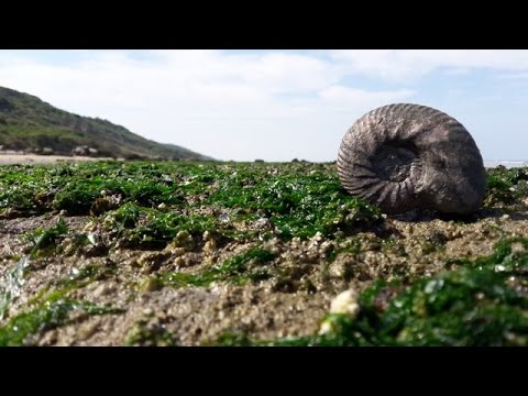 Vidéo: Ligue Des Fossiles