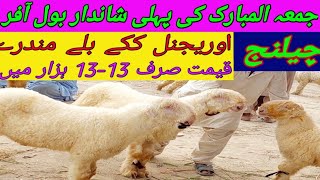 21|7|2023| New Lat High Class Kakky Billy Mundray Chhatray || Big Offer Nari Farm Ky Big Mundray N F