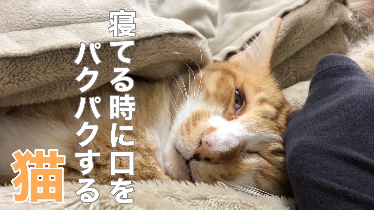 じぃ〜っと見つめてくる猫