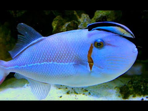 アオスジモンガラ outrigger triggerfish blueline