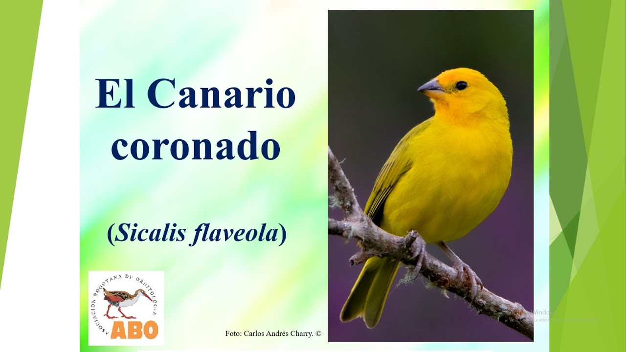 Ave del bimestre agosto de 2024 (Sicalis flaveola)