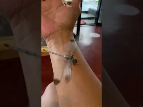 Video: Dragonfly Information: Alamin Kung Paano Mang-akit ng Mga Tutubi Sa Hardin