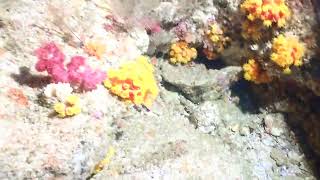 Scuba diving at Cherubs Cave off Moreton Island Queensland Australia