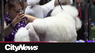 Canadas Largest Dog Grooming Compeion Comes To Calgary
