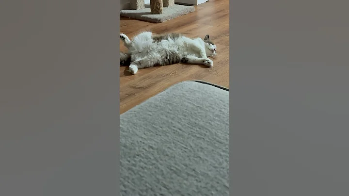 Video 10876261: cats kitten catlover pets, kitten catlover pets cute, home pets cat kittens, cat kitten baby pets