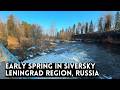 Frühling In SIVERSKY Der Region Leningrad Russland 2026