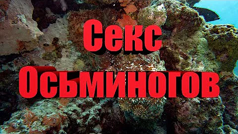 #octopus #осьминог Брачные игры осьминогов. Mating games  octopuses
