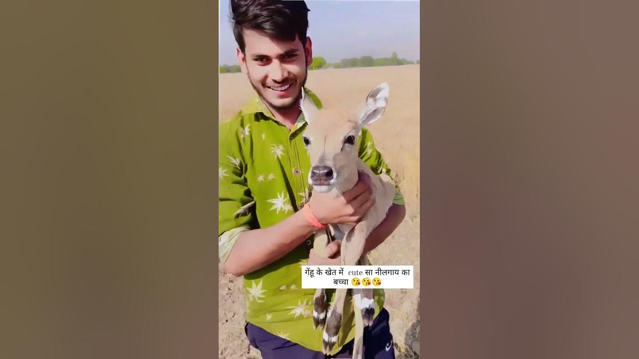 Nil Gay Ka Bacha YouTube nil-gay-ka-bacha-youtube