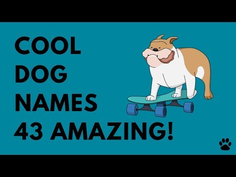 cool-dog-names---43-amazing-ideas!!!-|-names