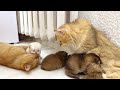 While the other kittens are eating, one baby kitten wants to play