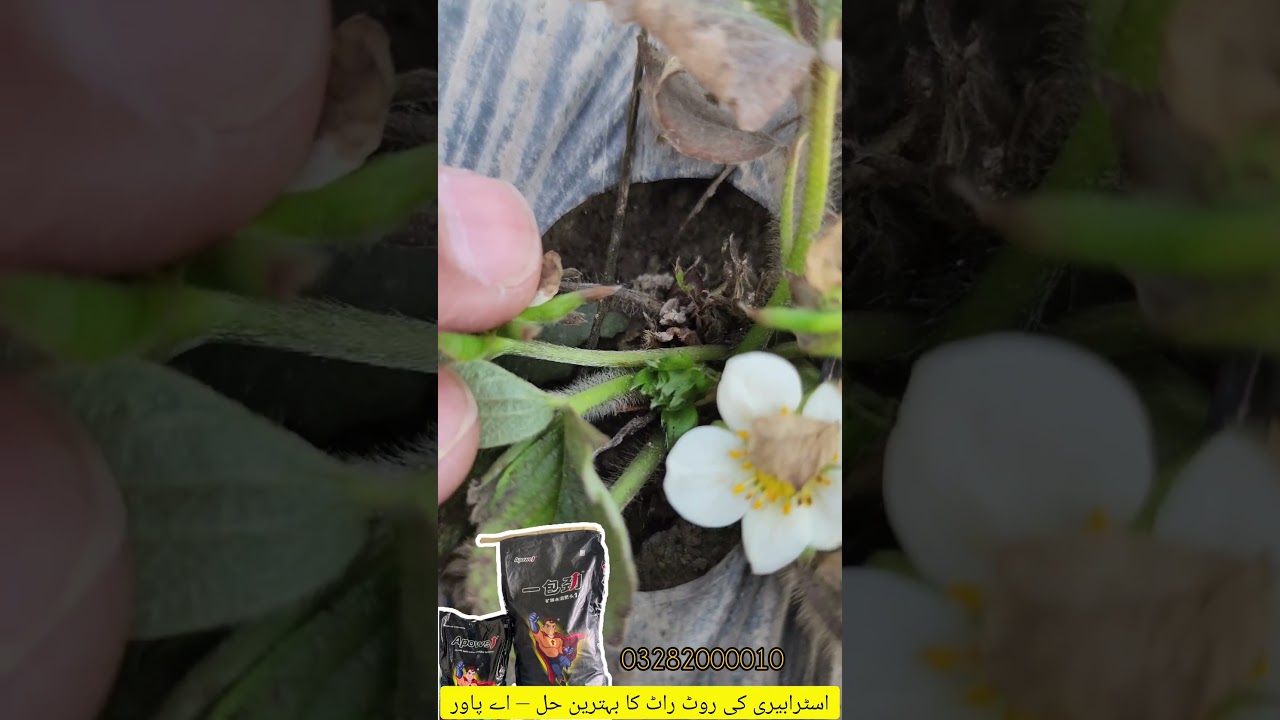 A-Power is one of the best solutions for strawberry root rot.