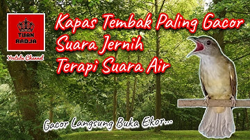 Kapas tembak paling gacor suara jernih dengan terapi suara air mengalir