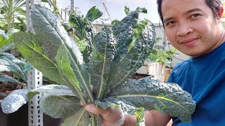 Vườn rau giữa Sài Gòn  Thu hoạch cải Kale ăn không kịp
