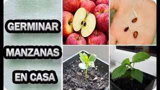 TRUCO Para 🌱 Germinar Semilla De 🍎 MANZANA O Hueso Manzano   || La Huertina De Toni