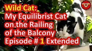 🐱 Wild Cat: My Equilibrist Cat on the Railing of the Balcony - Episode 1 Extended 🐱