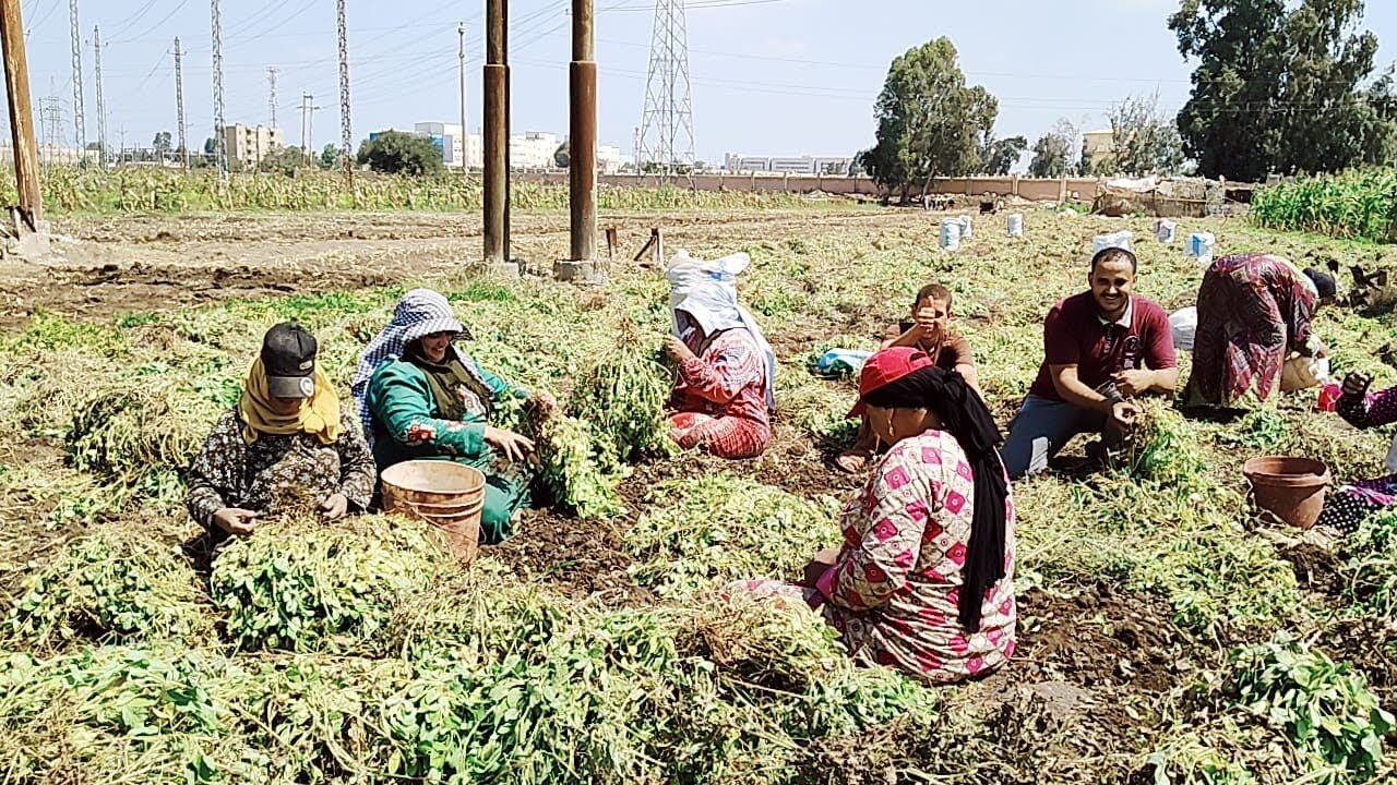 أهل الريف أثناء حصاد محصول الفول السوداني ومعاناة أهل الريف وهما دول اللي يستحقو التكريم