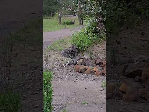 Moose strolling through