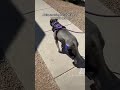Abita strutting her stuff!