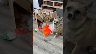 НАШЕЙ СОБАКЕ РАЗЛОМАЛИ ДОМИК 😭#shorts