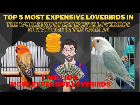 Top 5 Most Expensive Lovebirds In The World! Most Expensive Lovebird's Mutations In The World!