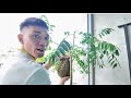 Cuộc Sống Thường Ngày em Thanh Táo Thơm