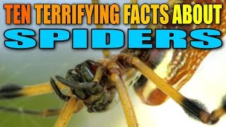 Ten Terrifying Facts About Spiders