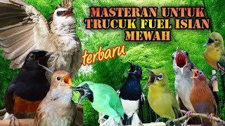 Masteran trucukan fuel isian mewah terbaru 2022