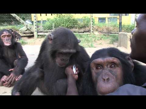Video: How Do Disabled Chimpanzees Live? - Alternative View