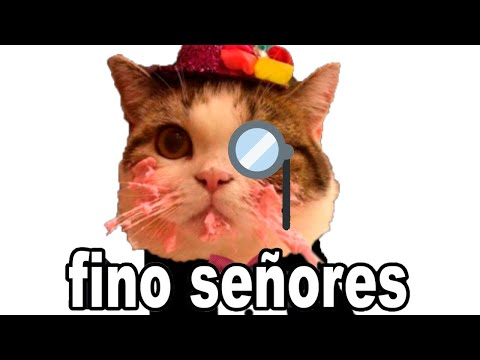 Video: ¿Estás preparado para más de un gato?