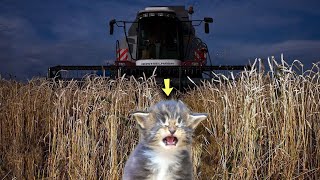 The combine harvester drove off without stopping for the kitten lying there