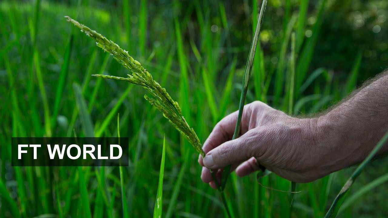 Film backdrop image for Political Crisis in Thailand - Rice Subsidy Schemes (2014)