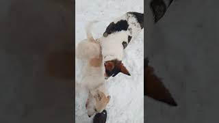 Benim Çocuk Milo Kendine Güzel Bir Kız Buldu