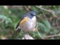 ルリビタキさんオス A Red-flanked bluetail male