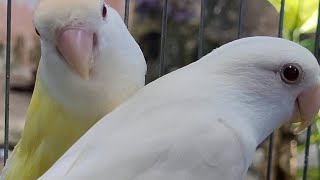 Qual a importância de VERMIFUGAR as minhas aves ? by Carlos Augusto criações 839 views 2 weeks ago 9 minutes, 14 seconds