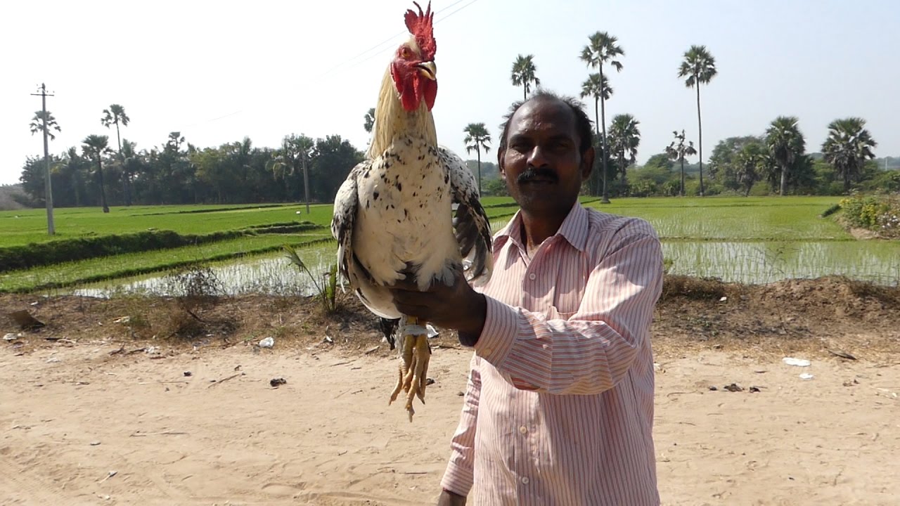 Country Chicken Curry Preparation in My Village street food | STREET FOOD