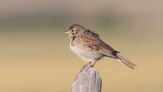 Vesper Sparrow