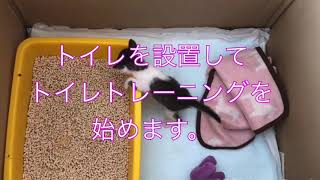 炎天下で1匹でポツンと鳴いていた赤ちゃん猫　トイレトレーニングを始めました