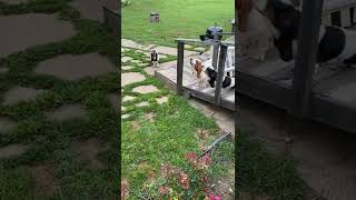 The Howling Husky by BassetBottomBassets European Basset Hound Puppies 150 views 1 year ago 1 minute, 8 seconds