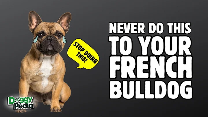 8 Things You Must Never Do To Your French Bulldog