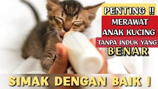 JANGAN SALAH!! CARA MERAWAT ANAK KUCING TANPA INDUK