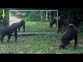 Young gorillas fascinated by their reflection in the forest ignore a large group of mandrills