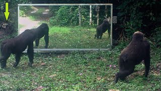 Young Gorillas Fascinated By Their Reflection In The Forest Ignore A Large Group Of Mandrills